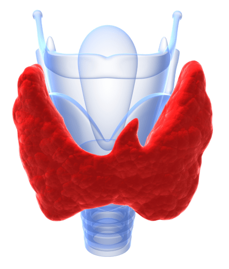 щитовидна залоза